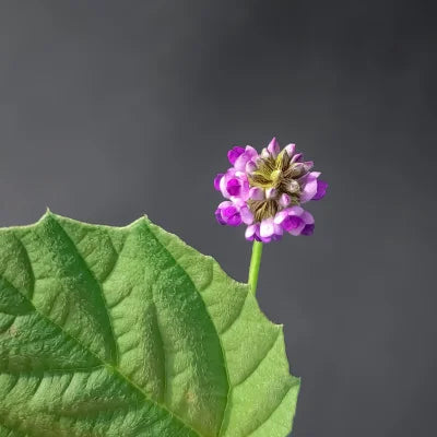 Purple flower with green leaf on a dark background